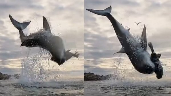 El impresionante momento en que gran tiburón blanco batió récord mundial con su salto
