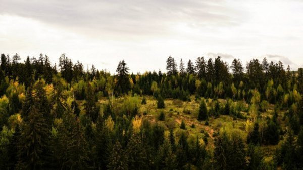 El misterioso bosque donde las personas dicen perder la noción del tiempo
