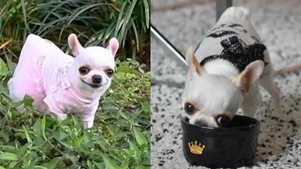 ¿Cuánto mide la perrita más pequeña del mundo según los Récords Guinness?
