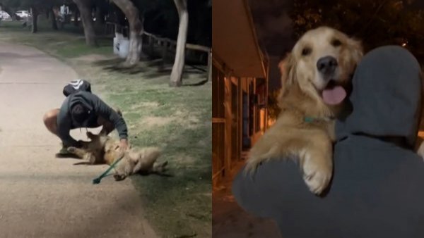 "Ni Judas se atrevió a tanto": la reacción de perrita al ver a ex pareja de su dueña

