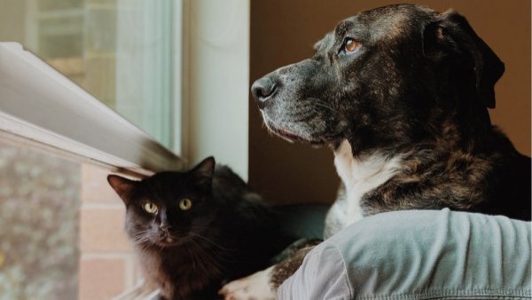 Estudio determina que perros y gatos serían portadores de superbacterias inmunes a los tratamientos