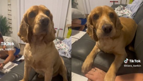 Blanco de críticas: Mujer decidió mantener a su perro pese a que mordió a su hija pequeña
