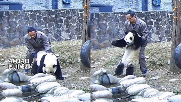 Trabajador de zoológico logra salvar a un panda gigante tras practicarle la maniobra de heimlich
