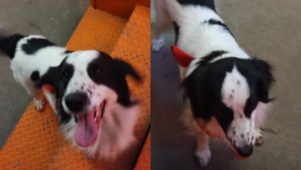 Se robó las miradas en la web: perrito logra reencontrarse con su familia gracias a Metro de Santiago
