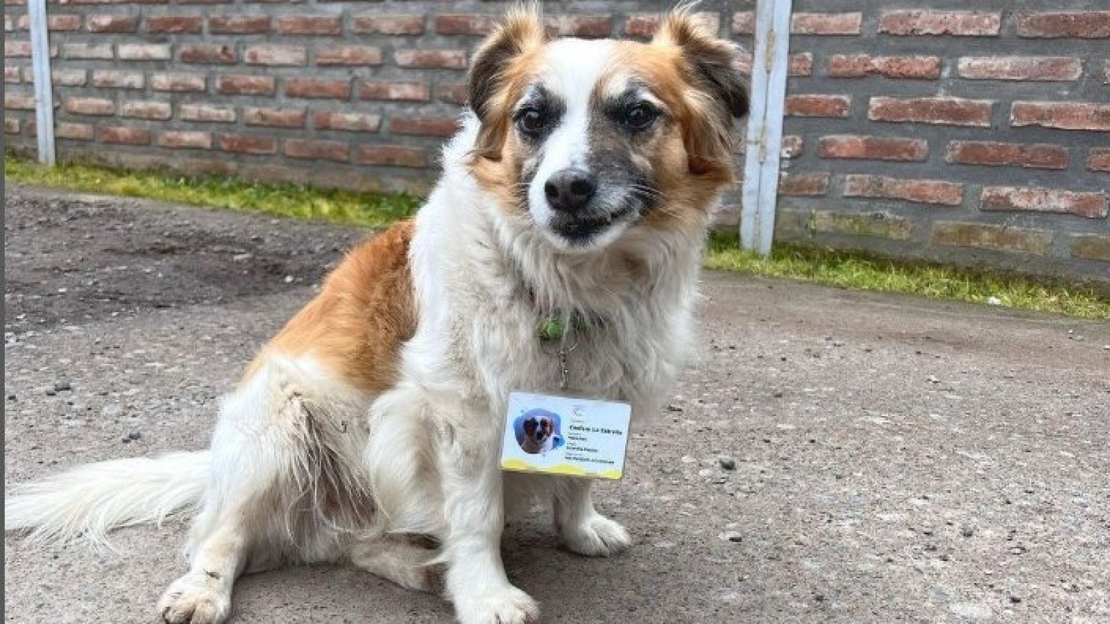Lo más lindo que verás hoy: Conocimos a Manchas, el perrito guardián del Cesfam en La Estrella
