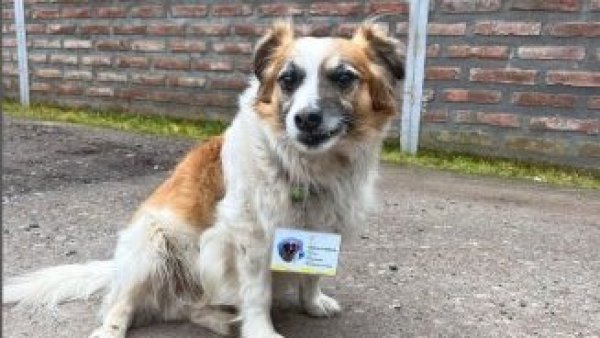 Lo más lindo que verás hoy: Conocimos a Manchas, el perrito guardián del Cesfam en La Estrella
