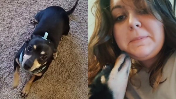 Indignada: estadounidense descubre que perro adoptado solo entiende español
