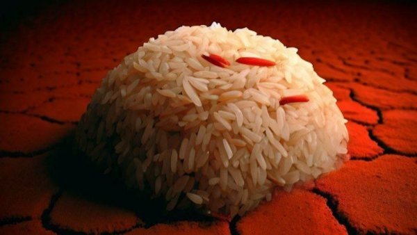 "Arroz marciano": el superalimento para la supervivencia humana en Marte
