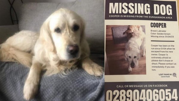 Perrito caminó 65 kilómetros por 26 días hasta volver a su casa en Irlanda del Norte

