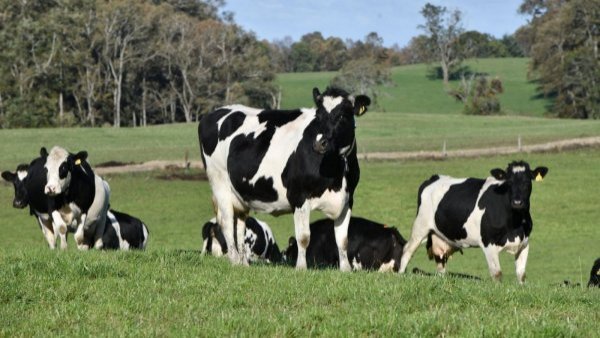 El 54% cree que los animales deben ser declarados "seres sintientes", según estudio

