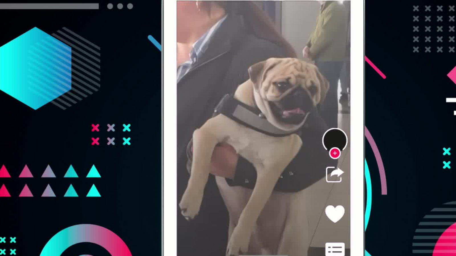 Momentos de ternura: Perritos acaparan la atención en locales de votación
