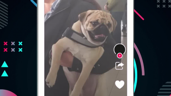 Momentos de ternura: Perritos acaparan la atención en locales de votación
