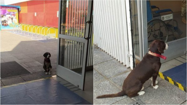 "Lleva dos horas esperando": alcalde de Maipú pide ayuda por perro "olvidado" en local
