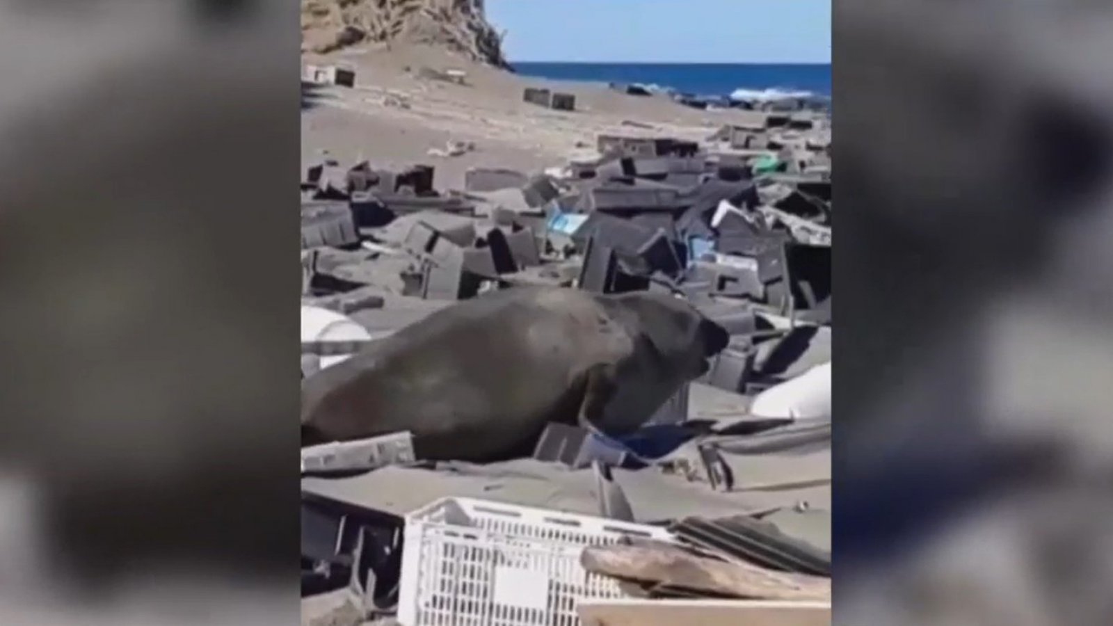 Impactantes imágenes: Contaminación amenaza la vida de lobo marino
