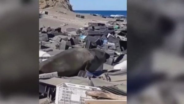 Impactantes imágenes: Contaminación amenaza la vida de lobo marino
