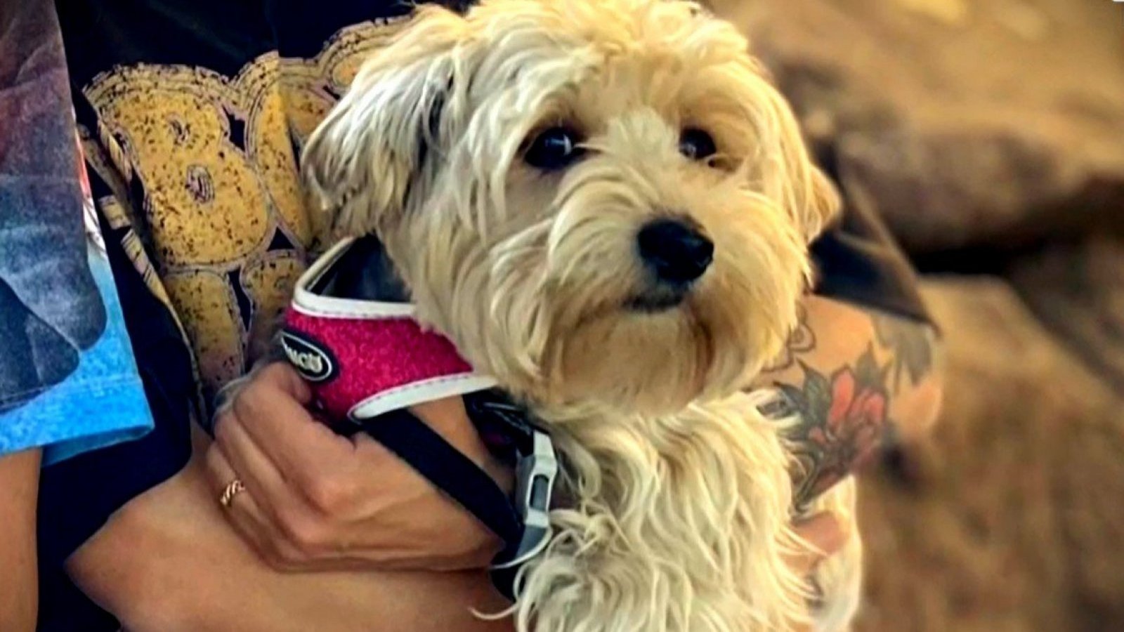 ¡A buscar a Pelusa! Familia pide ayuda para encontrar a su perrita robada
