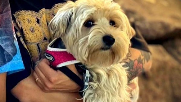 ¡A buscar a Pelusa! Familia pide ayuda para encontrar a su perrita robada
