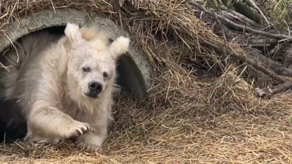 "Así me levanto": el origen del viral de un oso despertando
