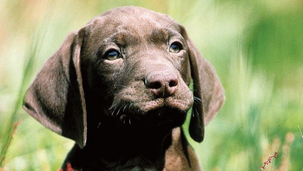 Alergias en perros: cómo detectarlas y qué hacer en caso de presentarse
