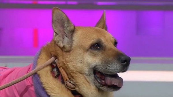 ¡Mucha atención! Monsa, Anfru y Princesa buscan ser adoptadas
