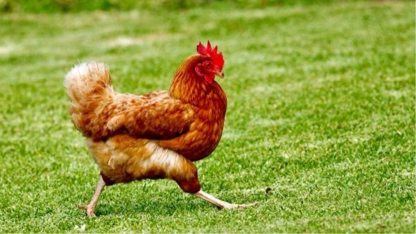 Niña se confundió con instrucción y terminó llevando una gallina a clases

