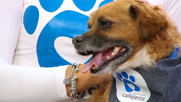 ¡Ayuda a encontrarle un hogar! Golfo busca una familia en el "Buenos Días a Todos"
