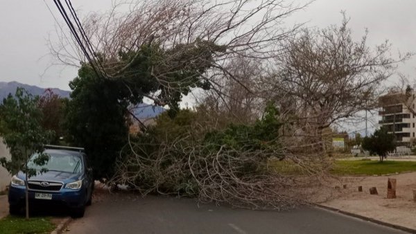 Viento en Santiago: fuertes ráfagas y árboles caídos en varios puntos del sector oriente
