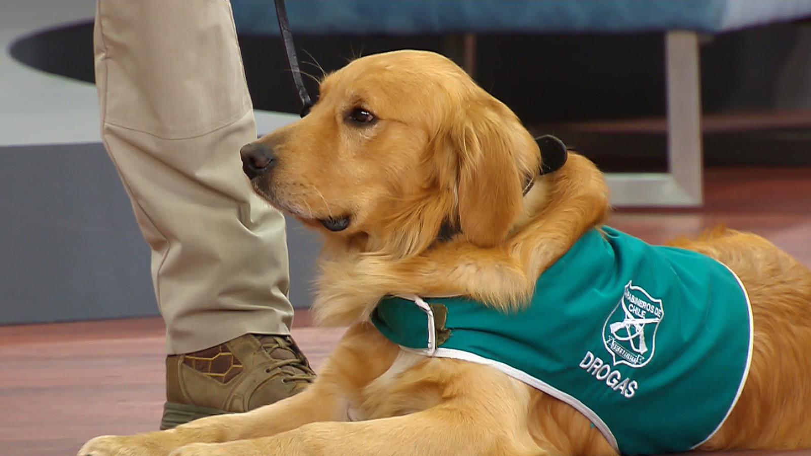 ¡Un gran compañero! Nos visita Hulk, el perrito que participa en operativos antidroga
