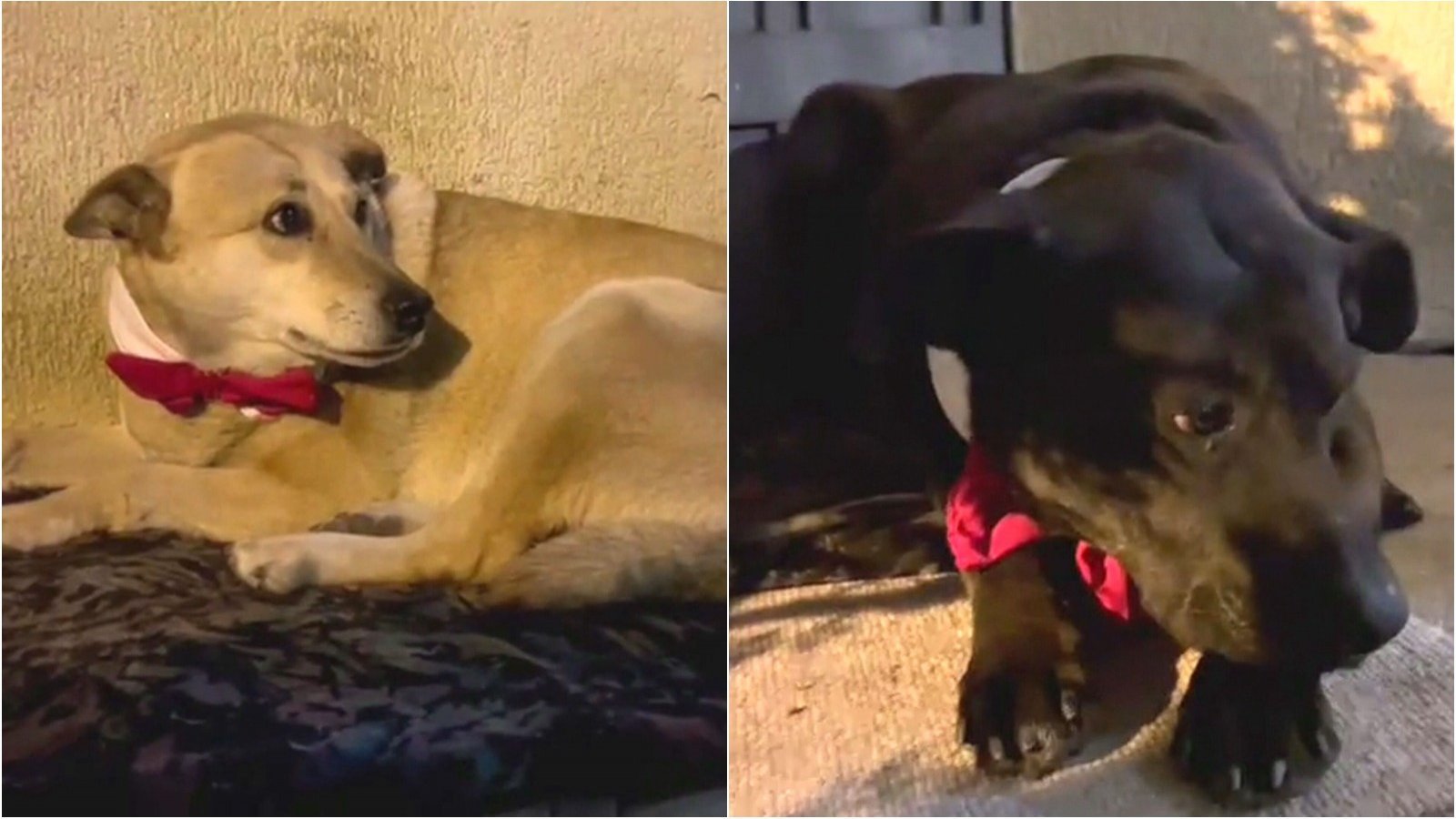 "Perritos comunitarios" visten corbatines durante la Cuenta Pública
