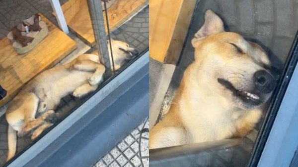"Gracias por dejarlo descansar": Perro causa furor en Tiktok por dormir en una vitrina

