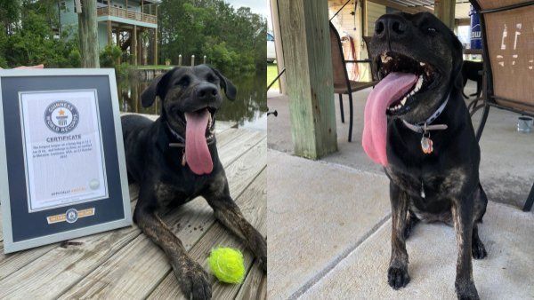 Así es Zoey, la perrita con la lengua más larga del mundo

