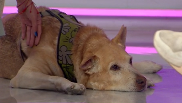 ¿Se puede educar a nuestras mascotas? Conoce los mejores tips aquí
