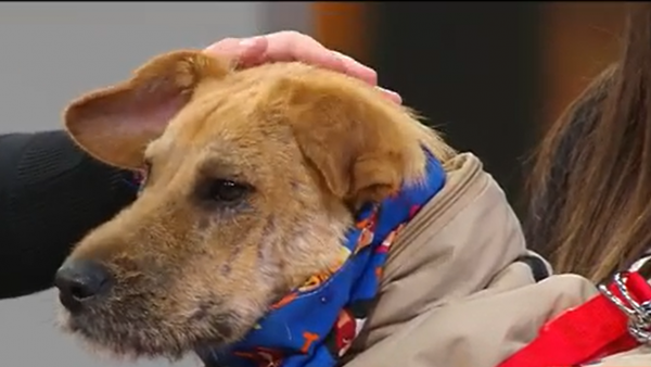¡Conocimos a Koby, un cachorrito de 8 meses que busca una familia!
