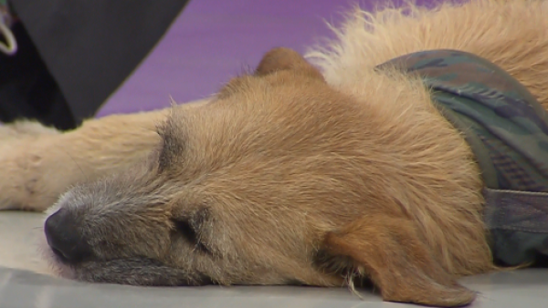 La ansiedad por separación de las mascotas: Consejos para aliviar esta angustia
