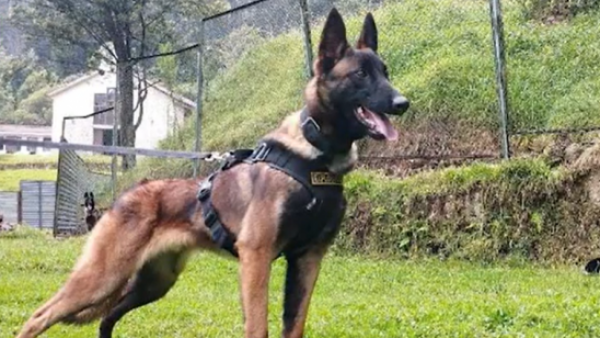 Wilson, el perro clave en el rescate de los niños perdidos en la selva de Colombia
