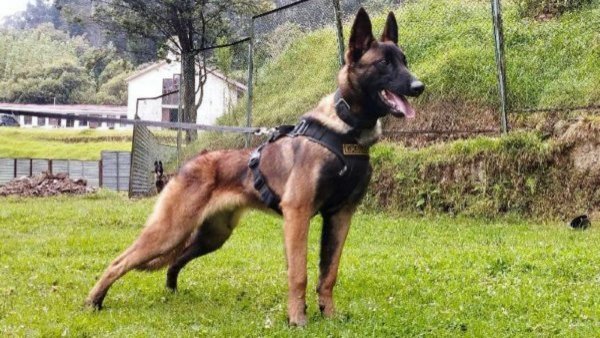 Perro perdido en la selva colombiana: hembras en celo y 70 uniformados buscan a Wilson
