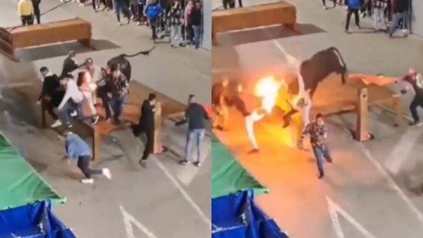 Toro embiste a hombre que le prendió fuego a sus cuernos
