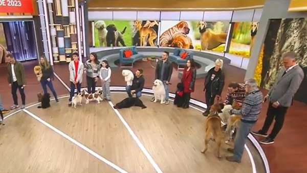 ¡Una ternura! Mira estos hermosos y únicos perritos que visitaron el BDAT
