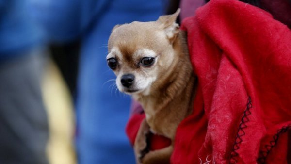 Sistema frontal: Colmevet entrega recomendaciones para resguardar a las mascotas ante emergencia
