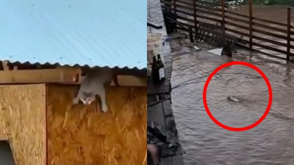 Con final feliz: ¿qué pasó con el gato que saltó a las aguas del Río Cachapoal?
