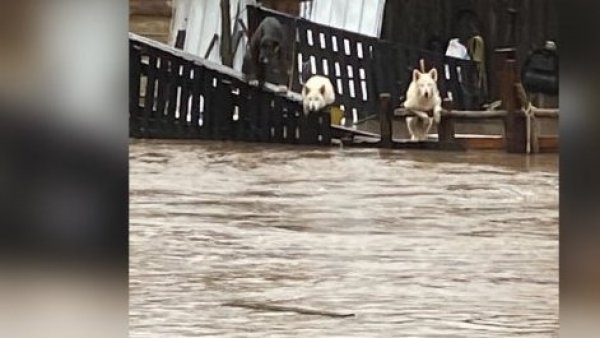“Hay demasiadas vidas en juego”: urgente llamado de familia para rescatar a sus más de 70 animales rodeados por el agua
