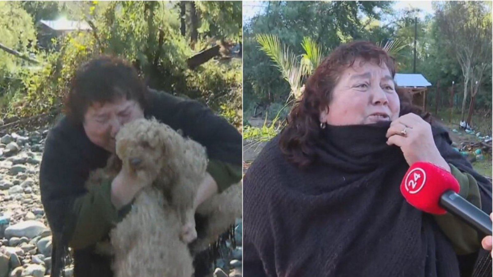 "Son como mis hijos": la emoción de vecina que encontró sus perros en Linares
