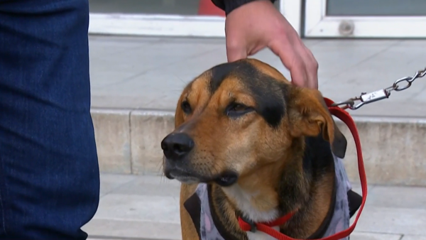 ¡Un final feliz! El emotivo reencuentro entre perro perdido y su dueño
