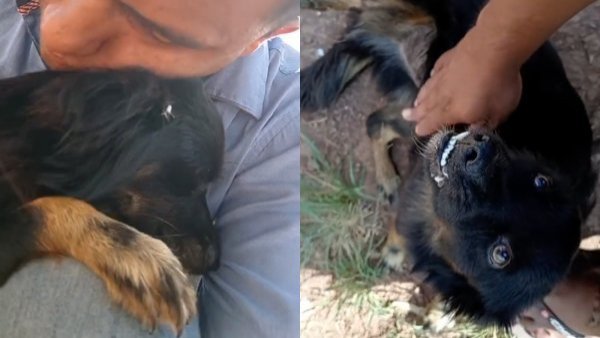 El emotivo reencuentro de un hombre con su perrito robado hace un año

