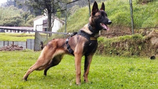 ¿Apareció Wilson? esto dijo el Ejército de Colombia sobre videos de presunto hallazgo del perro héroe en rescate de niños
