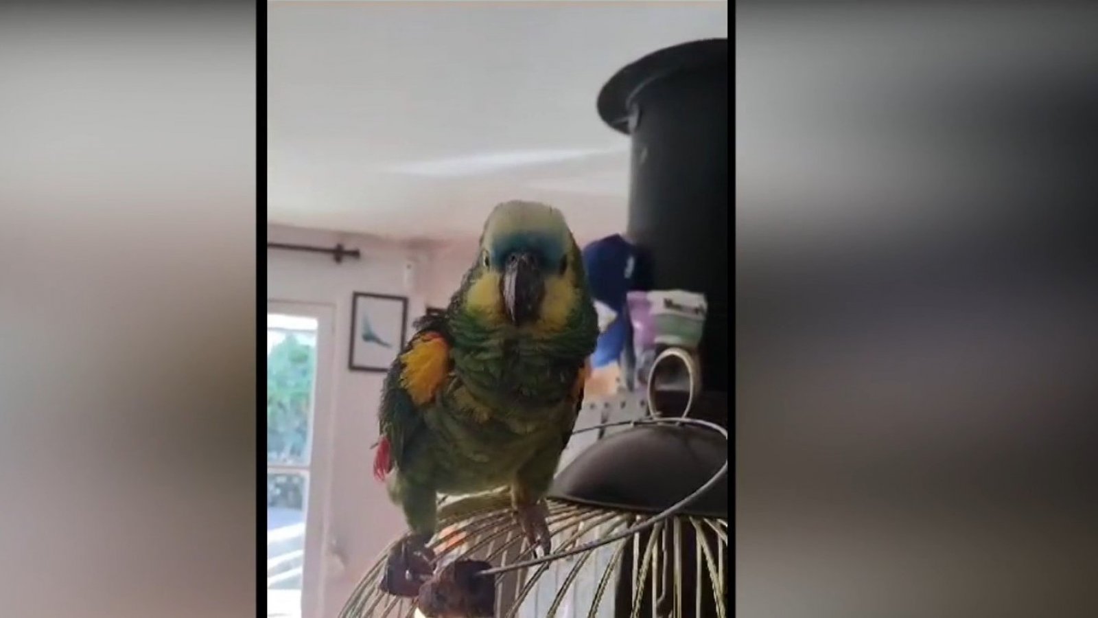 ¡Nos visitaron animales exóticos en el "Buenos Días a Todos"!
