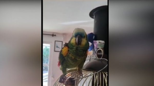 ¡Nos visitaron animales exóticos en el "Buenos Días a Todos"!
