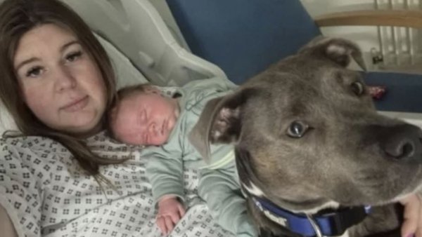 Histórico: hospital británico permitió al primer perro de asistencia emocional entrar a sala de partos

