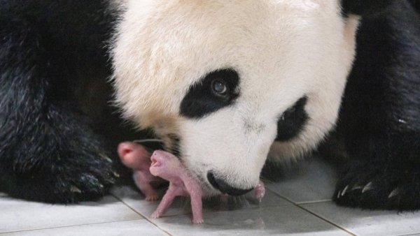 "¡Bienvenidas al mundo, dulces bebés!.": Corea del Sur recibe el primer nacimiento de pandas gemelos
