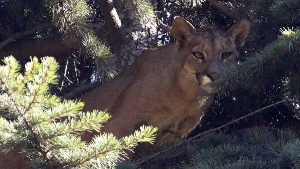 Investigan posible ataque de un puma a anciana en Petrohué: analizan mordedura en ropa y cuerpo
